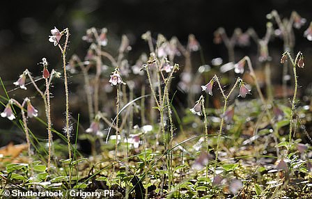 يعتبر Twinflower من بقايا العصر الجليدي