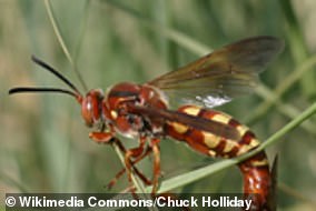 Sphecius grandis