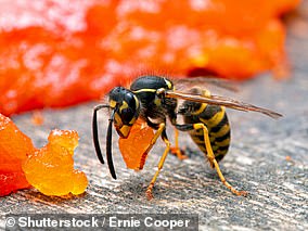 Vespula pensylvanica