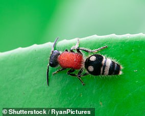 Dasymutilla klugii