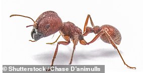 Pogonomyrmex badius