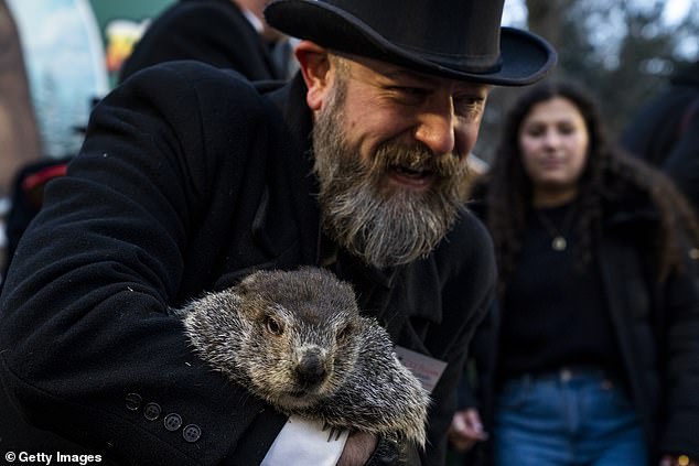 السلحفاة هي نسخة مدينة Sin City من Punxsutawney Phil (في الصورة) في ولاية بنسلفانيا ، والتي يعتمد عليها السكان المحليون لمعرفة متى يستقر الطقس الدافئ.