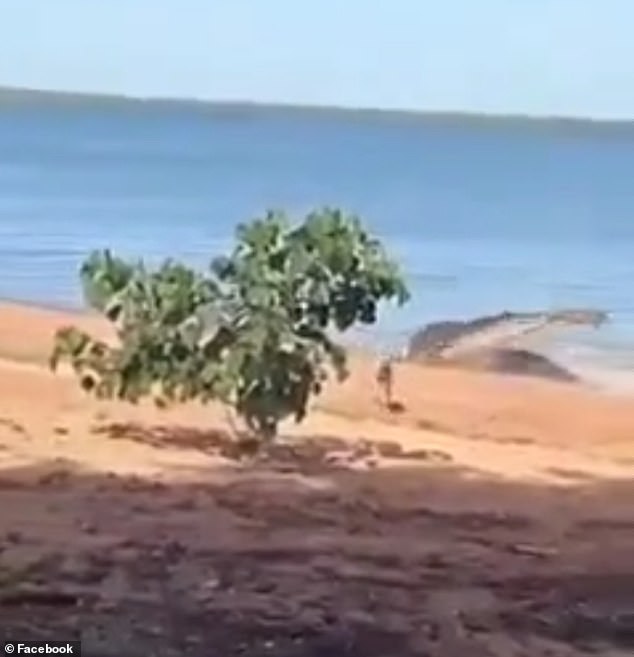 قام المفترس برمي الكلب في الهواء قبل أن يعود إلى الماء بينما كان الكلب الأكبر يركض طوال حياته (في الصورة) - تجنب بصعوبة فكي التمساح