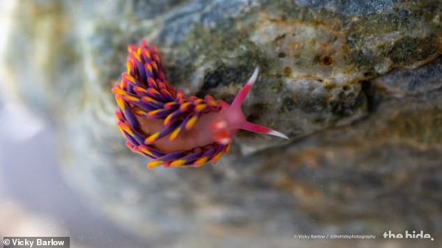 فيكي بارلو ، متطوعة في The Rock Pool Project ، رصدت قوس قزح Sea Slug تحت صخرة ثقيلة كانت مغطاة بالأعشاب البحرية