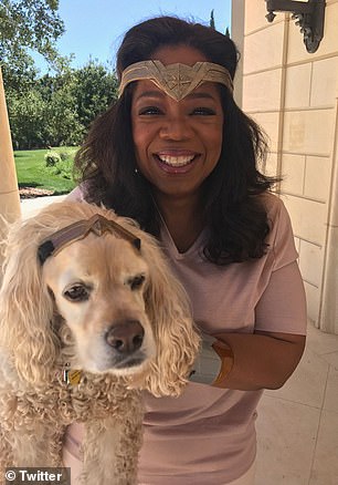 تمتلك أوبرا وينفري Cocker Spaniel يسمى Sadie واثنين من Spring Spaniels يدعى Lauren و Sunny