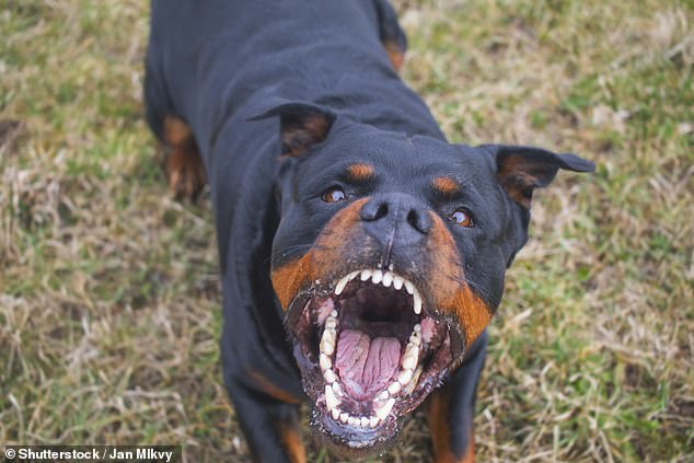 وجد العلماء أن Rottweilers صديقة للأسرة أكثر من ذليل cocker الإنجليزية الذهبية