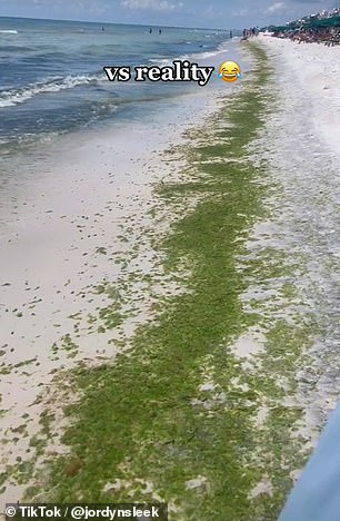 ولكن بسبب الوقت من العام الذي زارته ، كان الساحل مغطى بالسجاد بالأعشاب البحرية الخضراء