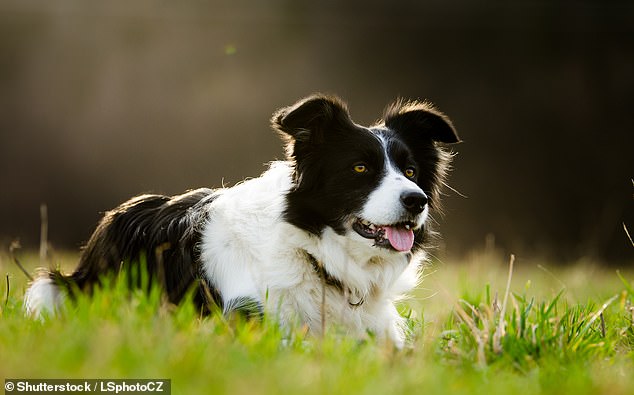 كلاب حراسة الماشية ، مثل Border Collies (في الصورة) ، والسلالات الآسيوية البدائية و sighthounds البدائية هي الأقل إمتاعًا في شركتنا