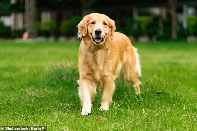 تم العثور على Golden Retrievers (في الصورة) و Labrador Retrievers و Scenthounds و Shetland Sheepdogs على أنها أقل المجموعات عدوانية