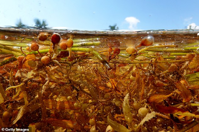 تتكاثر الأعشاب البحرية ، التي تسمى Sargassum ، على سطح الماء ، بمساعدة الهياكل المملوءة بالهواء والتي تمنحها القدرة على الطفو