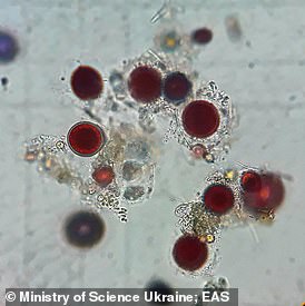 في الصورة: طحالب مجهرية Chlamydomonas nivalis