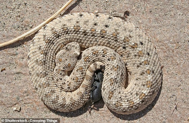 كما تتربص هنا ثعابين Mojave الصحراوية sidwinder ، مع احتمال قتل طفل صغير