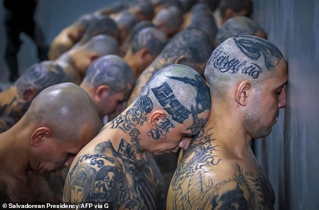 يقوم MS-13 ، المعروف أيضًا باسم La Mara Salvatrucha ، بتجنيد المراهقين الشباب من السلفادور وهندوراس ، على الرغم من أن العديد من أعضاء العصابات ولدوا في الولايات المتحدة