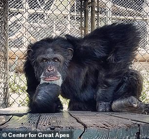 كانت في الثانية من عمرها عندما تم نقلها من LEMSIP ، كانت من بين 30 شمبانزي تم إرسالها إلى Wildlife Waystation في كاليفورنيا ، وانضمت إلى مجموعة عائلية صغيرة بقيت في حظيرة ذات سقف مسيج (مثل الذي في الصورة)