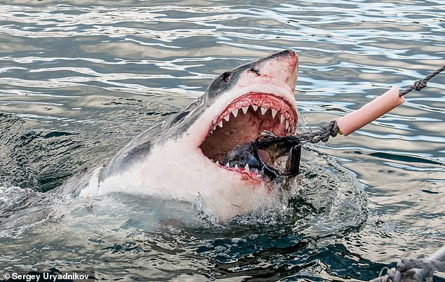 مرعب: سمكة قرش بيضاء ضخمة (Carcharodon carcharias) في مياه المحيط (ملف الصورة)