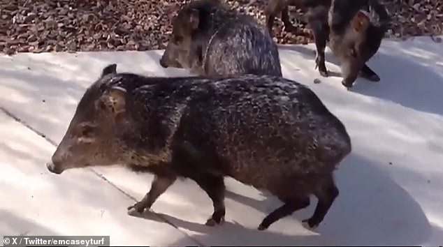 تشتهر Javelinas بإحداث الفوضى أثناء تجوالها عبر البقع الترابية