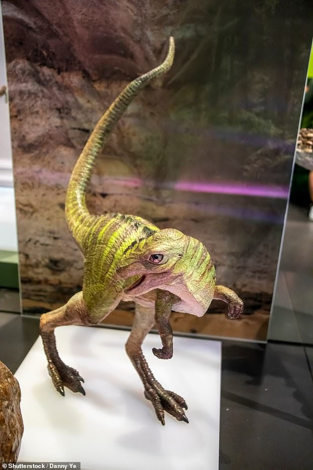 لم يكن Ampelognathus coheni مرتبطًا بـ Qantassaurus intrepidus فحسب، بل كان أيضًا من الأنواع الشقيقة لمجموعة من ornithopods تتكون من Thescelosaurus وIguanodontia.