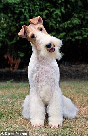 كان Wire Fox Terrier في يوم من الأيام الدعامة الأساسية لصيد الثعالب البريطانية التقليدية