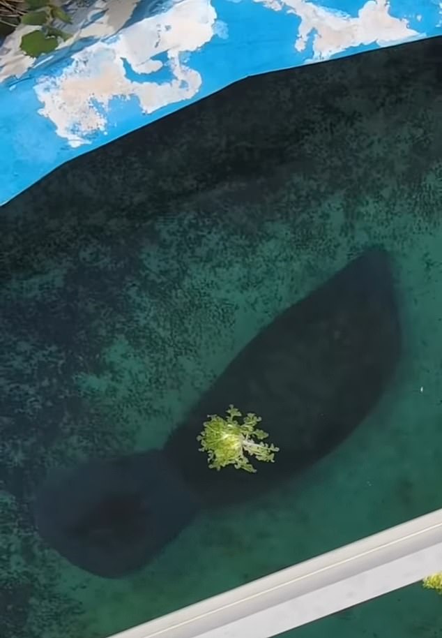 تم الاحتفاظ روميو في Seaquarium منذ عام 1956 ويقول الناشطون إنه ظل بمفرده منذ أبريل من هذا العام على الأقل
