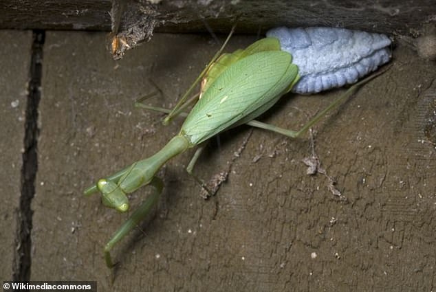 في الصورة، عينة من أنثى فرس النبي الجنوب أفريقي (Miomantis caffra) وهي تضع بيضها.  هذا النوع عبارة عن فرس النبي متوسط ​​الحجم مع أحد أعلى المعدلات المعروفة لأكل لحوم البشر قبل الجماع.  وينتهي أكثر من 60% من التفاعلات الجنسية باستهلاك الذكور، دون تزاوج في الغالب