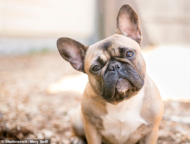 مع أنوفهم الصغيرة المضغوطة ووجوههم المتجعدة، أصبحت الكلاب ذات الوجه المسطح مثل Pugs و French Bulldogs (صورة مخزنة في الصورة) و English Bulldogs مفضلة لدى محبي الكلاب والمشاهير