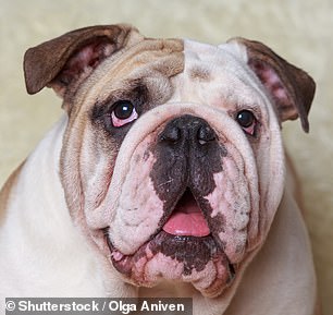 تصدرت لعبة Bulldog عمليات بحث Google منذ عام 2005