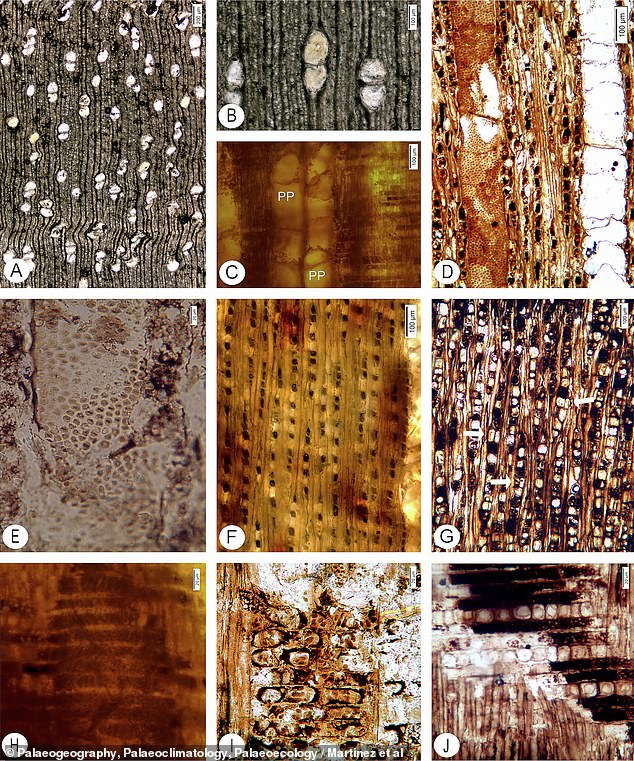 قام العلماء بتقطيع وصقل أجزاء من الخشب المتحجر والتقطوا صوراً لها تحت المجهر.  لقد ركزوا على سمات محددة مثل الأوعية المائية (B، D، H، وI)، والتي يمكنها تمييز نوع واحد عن الآخر