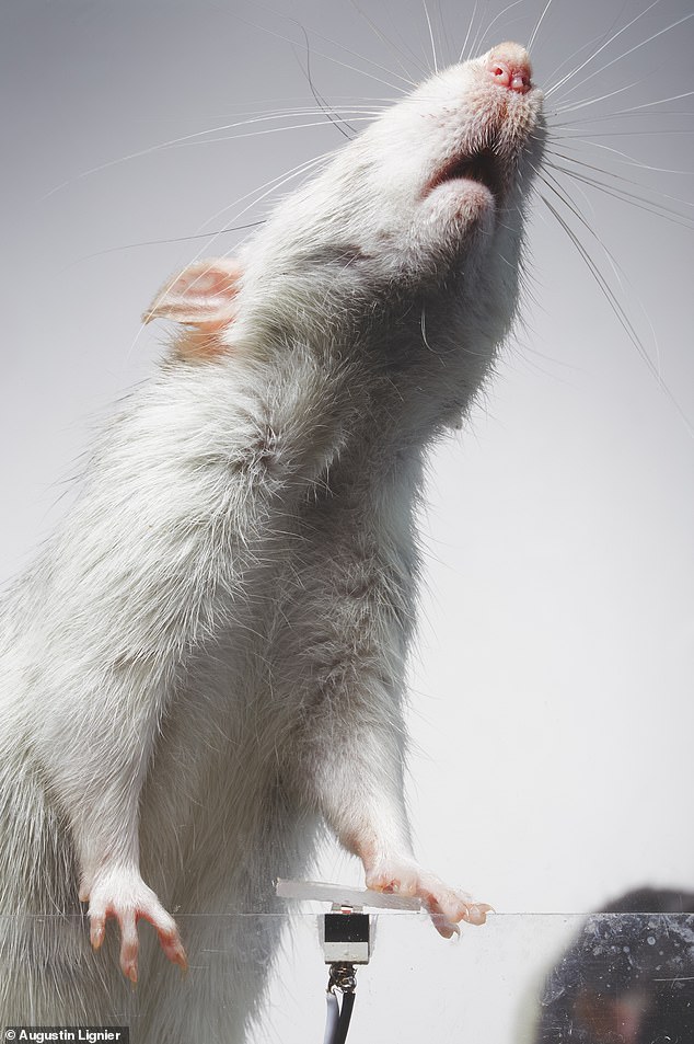 تنشر Selfie Rats تجربة من ثلاث مراحل مع مجموعة من القوارض. تقوم مجموعة من الفئران، المدربة باستخدام نظام توزيع السكر المتصل بالكاميرا، بإنتاج صور لأنفسها من خلال التفاعل مع جهاز التصوير الفوتوغرافي
