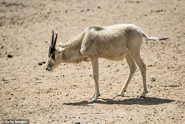 يُعتقد أن حيوان Addax يهاجر جنوبًا إلى منطقة السافانا في الساحل الأفريقي خلال الموسم الحار من أجل تلبية أول زخات مطر ومراعي تولدها الأمطار.