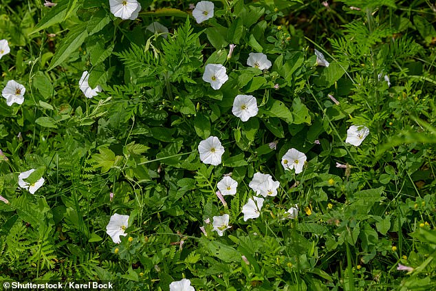 يمكن تمييز أزهار Bindweed (في الصورة) بسهولة عن عشبة العقدة لأنها كبيرة الحجم وعلى شكل بوق