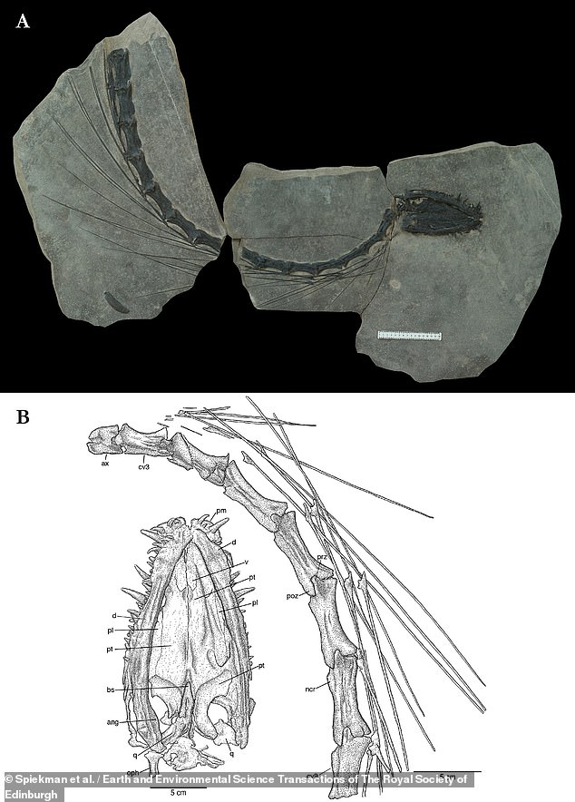 تُظهر البقايا المحفوظة جيدًا لـ Dinocephalosaurus orientalis رقبته الطويلة المكتملة بـ 32 فقرة.  وكانت رقبة هذا الزواحف المائية أطول من ذيله وجسمه مجتمعين.