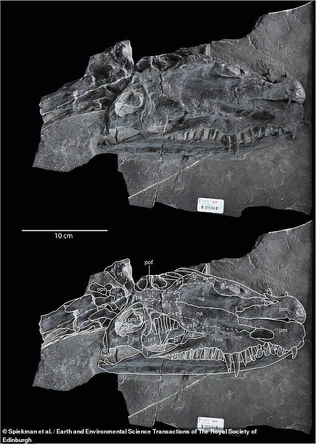 هذا هو النمط الشامل لـ Dinocephalosaurus orientalis، وهي عينة محفوظة جيدًا تُظهر ميزاتها بوضوح شديد بحيث يمكن إجراء تعريفات أخرى بناءً عليها.  ومن الواضح أن أسنان الحيوان الحادة، التي تمتد إلى ما هو أبعد من فكه، ماهرة في خطف الفريسة.