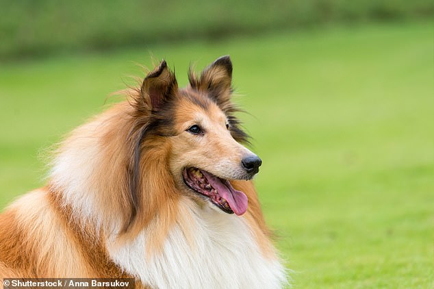تم إنشاء قائمة السلالات البريطانية والأيرلندية الضعيفة في Kennel Club في عام 2004 من أجل تسليط الضوء على السلالات التي لديها أقل من 300 تسجيل جرو سنوي. في الصورة: الكولي الخام