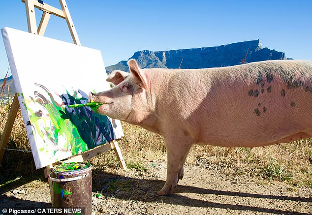 بيجكاسو يرسم مناظر طبيعية جميلة في جنوب أفريقيا. تم نقلها إلى Farm Sanctuary SA، وهي مؤسسة غير ربحية توفر ملاذًا آمنًا لحيوانات المزرعة التي تم إنقاذها في فرانشويك.