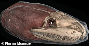 تم إعادة تجميعها بعد اكتمال الفحص