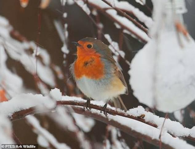 يعتبر طائر أبو الحناء (Erithacus Rubecula)، الذي تم التصويت عليه رسميًا 