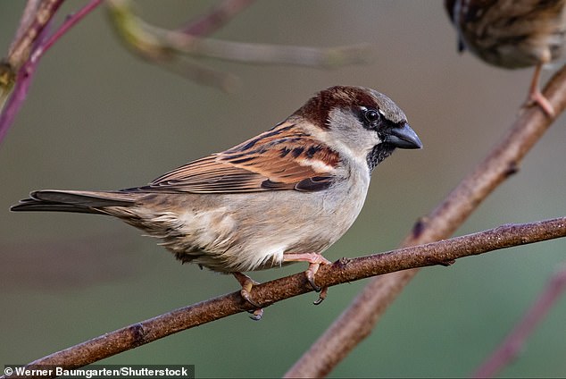 العصفور المنزلي (Passerdomusicus، في الصورة)، الذي يتصدر قائمة هذا العام، يرتبط بالسكن البشري ويمكنه العيش في المناطق الحضرية أو الريفية