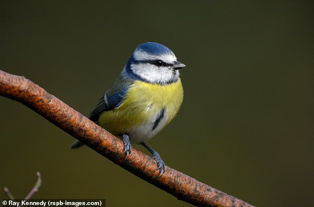 يعد الحلم الأزرق (Cyanistes caeruleus) أحد أكثر زوار الحديقة جاذبية وتميزًا في بريطانيا.  ولحسن الحظ، فإن أعداد الحلم الأزرق ليست في انخفاض، على عكس الطيور الأخرى في القائمة