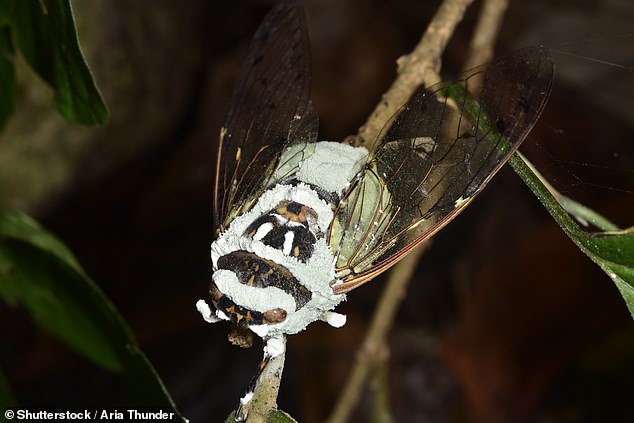 وقعت الحشرات المجنحة ضحية لفطر طفيلي يسمى Massopora cicadina، والذي يأكل بطن المخلوق وأعضائه التناسلية والأرداف - ويستبدلها بجراثيم فطرية.