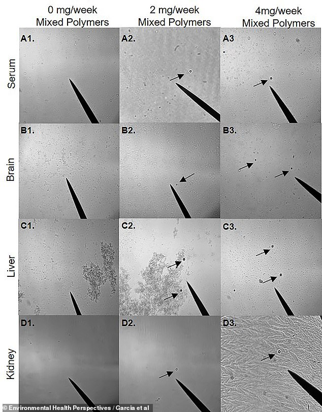 جاءت المجموعة الثانية من عينات الأنسجة من الفئران التي تم تغذيتها بـ 0 ملجم من البلاستيك المختلط أسبوعيًا (العمود الأيسر)، أو 2 ملجم أسبوعيًا (العمود الأوسط)، أو 4 ملجم أسبوعيًا (العمود الأيمن).  الفئران التي تم تغذيتها بالبلاستيك المختلط كان لديها دليل على وجود المادة في الدم والدماغ والكبد والكلى.