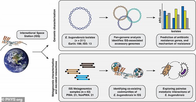قام الباحثون بتجميع رسم توضيحي يوضح العملية التي استخدموها لتحليل E. bugandensis وتقييم كيفية تكيفها داخل موطن محطة الفضاء الدولية (في الصورة)