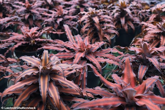 لم يتم تسمية النبات الوهمي أيضًا باسم Cryptanthus bivittatus، كما ادعى مستخدم LinkedIn وآخرون، وهو في الواقع اسم مأخوذ من نوع حقيقي لا يشبه القطة (في الصورة)