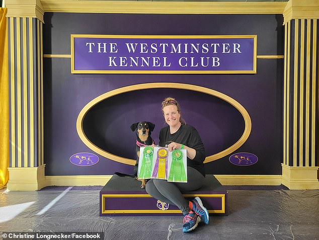 من المقرر أن يكتمل مايلز (في الصورة) في معرض Westminster Kennel Club للكلاب هذا العام في فلاشينغ، كوينز، وهو دليل على قدرته الطبيعية وإيمان لونجنيكر الراسخ