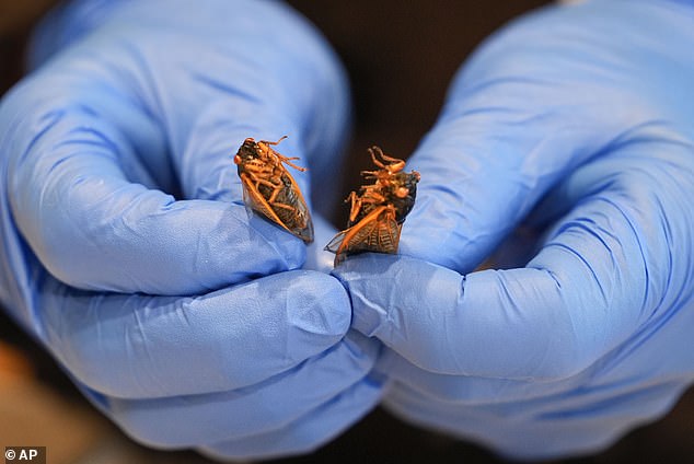 زاك ليمان، أمين المجموعات الحيوانية في Audubon Insectarium، يقلي الزيز لتناولها في الحشرات في نيو أورليانز، الأربعاء 17 أبريل 2024