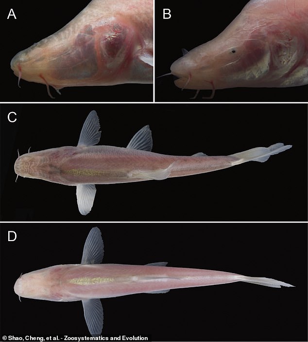 وقال الفريق إن بعض الأمثلة على الأسماك الجديدة عديمة العيون تمامًا (أ، أعلى اليسار) - لكن البعض الآخر لديه عيون صغيرة منخفضة للغاية، ومغطاة جزئيًا بالجلد، (ب، أعلى اليمين).  ويشيرون إلى أن هذا النطاق من الرؤية العمياء والضعيفة في أحد الأنواع يقدم 