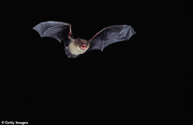 ولاية إلينوي هي موطن لأنواع من الخفافيش، مثل الخفافيش البنية الصغيرة (Myotis lucifugus)، والتي يمكن أن تزن أقل من بضعة سنتات وهي أكثر من قادرة على التسلل عبر الفتحات الضيقة أو الشقوق في الأبواب والنوافذ.  في الأعلى، خفاش بني صغير أثناء الطيران