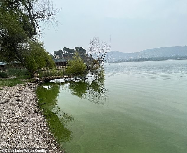 تحتوي بحيرة كلير (في الصورة) على أكثر من 130 نوعًا من الطحالب، ثلاثة منها يمكن أن تحتوي على سموم ضارة مثل الميكوسيستين.  هذا السم يمكن أن يسبب فشل الكبد والكلى أو مشاكل في الجهاز التنفسي