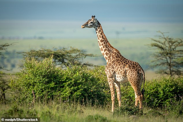 من أجل الدراسة، جمع الباحثون آلاف الصور لزرافات الماساي الأسيرة والبرية (Giraffa Tippelskirchi، في الصورة الأرشيفية)، وهي نوع موطنه الأصلي شرق أفريقيا.