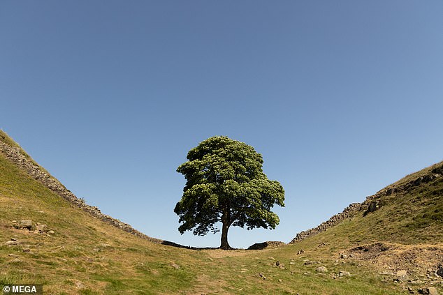 أكد العلماء أن شجرة Sycamore Gap (الصورة) سترتفع مرة أخرى مع اكتشاف نمو جديد على جذعها