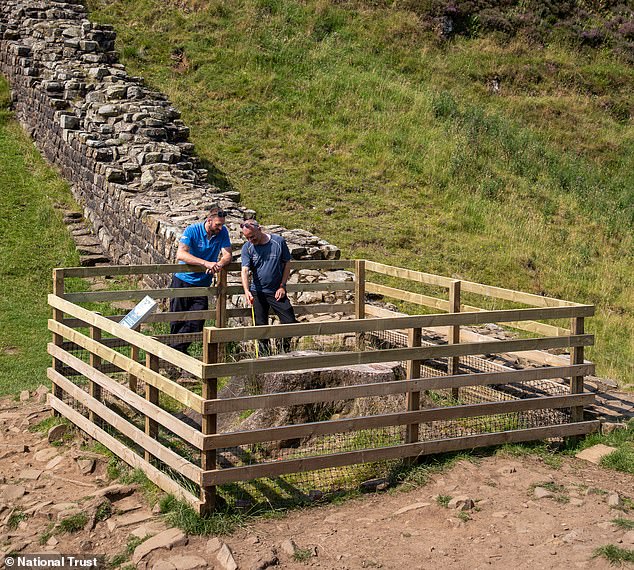 تم العثور على ثمانية براعم جديدة تنمو من جذع شجرة Sycamore Gap، ويمكن لكل منها أن تشكل مظلة لشجرة أعيد نموها